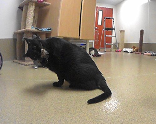 Big Sky Cats House Finch Bird Refill/Attachment- Fits Wildcat And Popular Bird And Mouse Type Wands/Poles