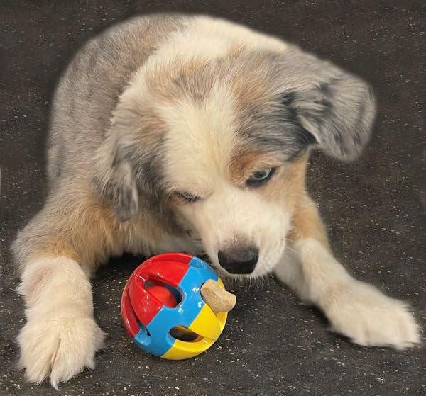 Rattle Balls 4 Pack For Dogs, Pigs, Rabbits, And Other Pets (Red Blue Yellow) - You Can Add Apples, Lettuce, Or Small Dog Bones