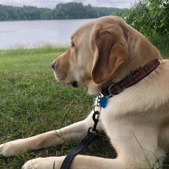 Dog Collars For Small Medium & Large Dogs - Designer Patterns On Long Lasting, Adjustable, Strong And Durable - Choose From Stun