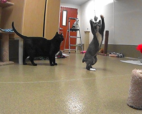 Big Sky Cats Gila Woodpecker Bird Refill/Attachment - Fits Wildcat And Popular Bird And Mouse Type Wands/Poles