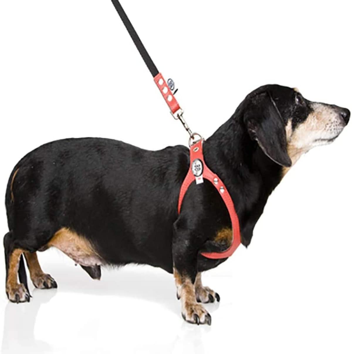 Buddy Belt Harness Pebble Grain Black - Premium Edition (6)