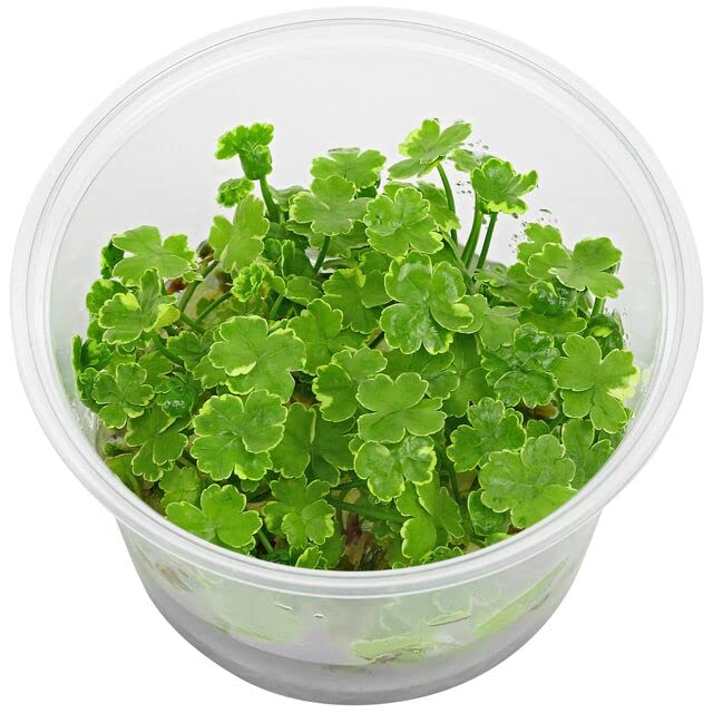 Tissue Culture Live Aquarium Plants | In Vitro Freshwater Aquatic Plants For Small Aquariums And Foreground (Dwarf Pennywort)