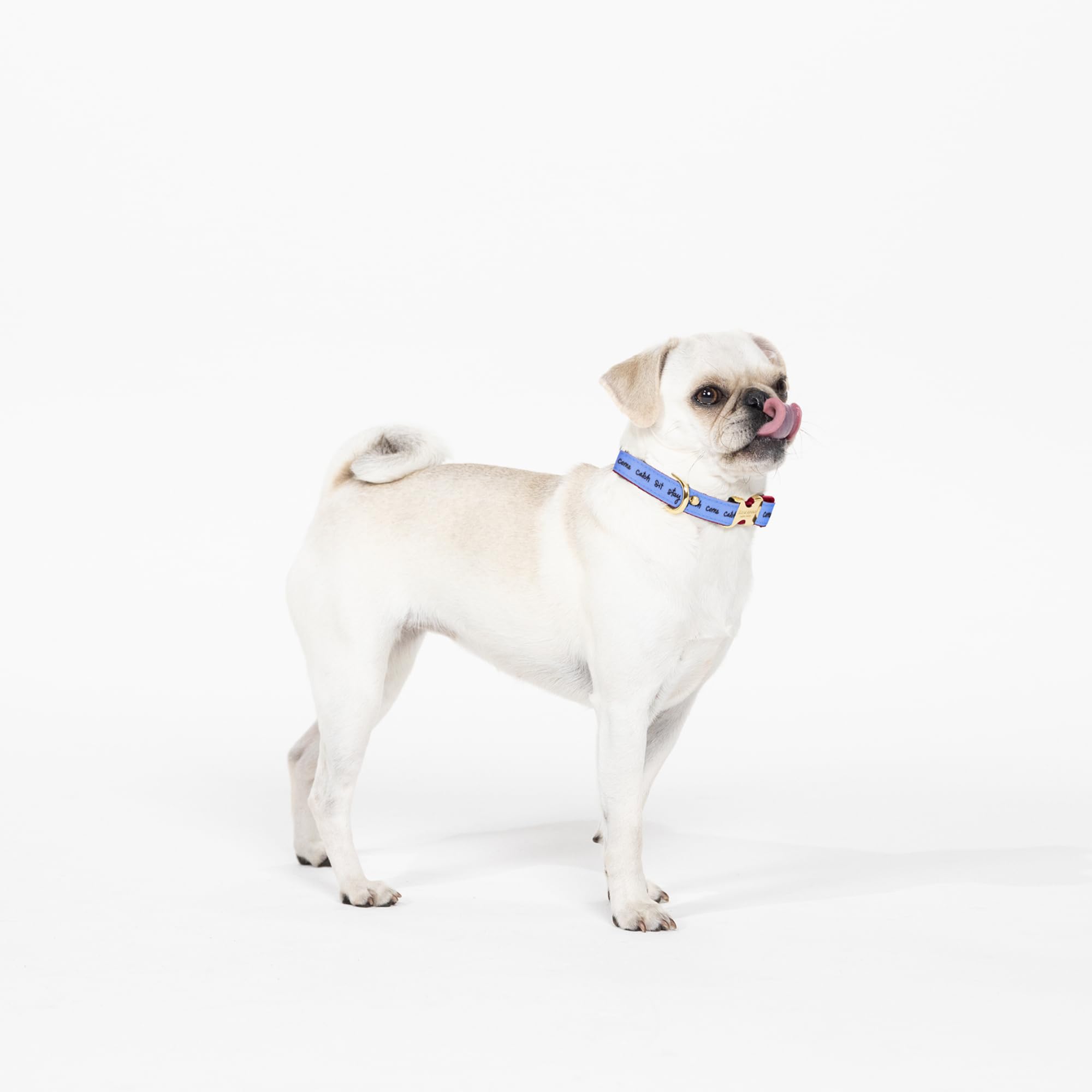 Kate Spade New York Cute Dog Collar With Gold Metal Details & Plastic Buckle, 10.5-13.5 Adjustable Dog Collar For Female Or