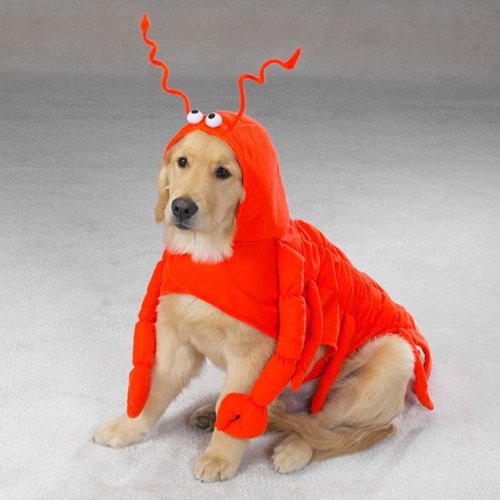 Casual Canine Lobster Paws Dog Costume, Xx-Large (Fits Lengths Up To 30'), Red-Orange