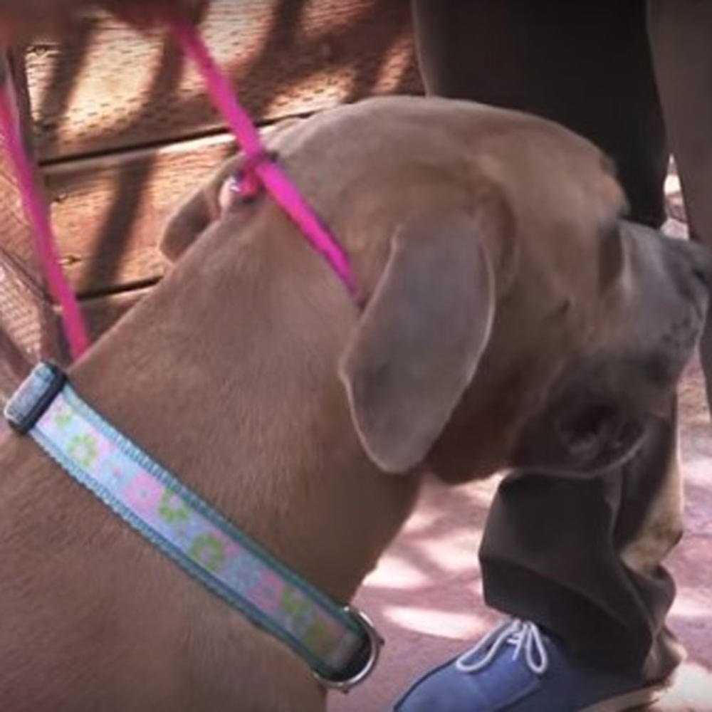 Cesar Millan Slip Lead Leash™ - 2-In-1 Slip Collar Dog Training Lead & Collar | Heavy Duty Durable Weatherproof Rope Leash, No Pull Training | Length 4Ft Diameter 4/10”(Regular, Red/Olive)