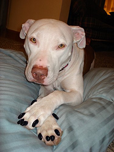 Purrdy Paws 40 Pack Soft Nail Caps For Dog Claws Clear Jumbo