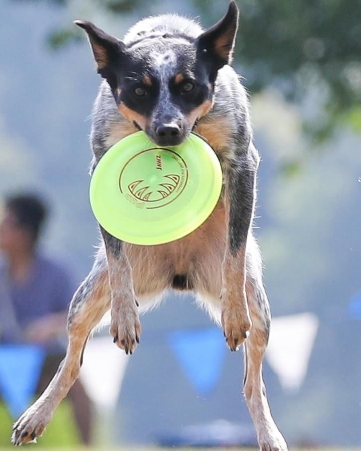 Hyperflite Jawz Dog Flying Disc - World'S Toughest Training Dog Toy. Best Competition Flying Disc Toy For Pets, Puncture Resista