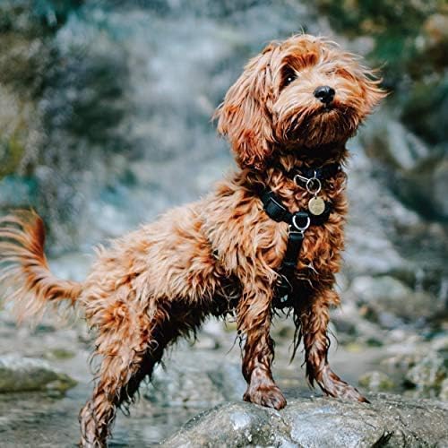 Blue-9 Buckle-Neck Balance Harness, Fully Customizable Fit No-Pull Harness, Ideal For Dog Training And Obedience, Made In The Usa, Hot Pink, Medium/Large