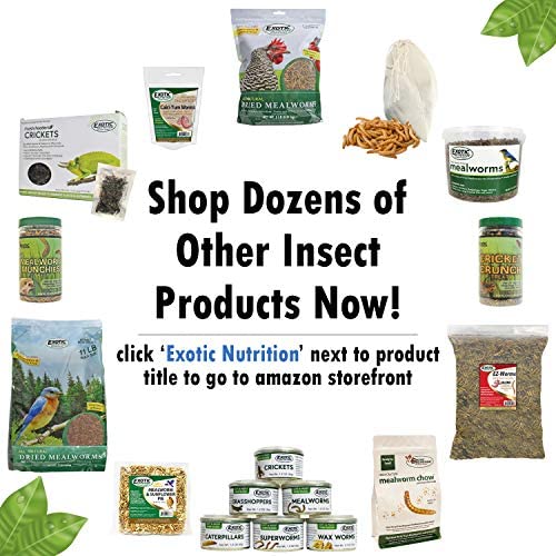 EZ-Worms (1.41 oz.) - Blend of Dried Mealworms & Black Soldier Fly Larvae (BSFL) - Healthy Insect Treat - Chickens, Bluebirds, S