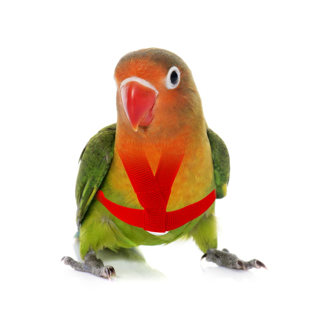 Vanfavori Adjustable Bird Harness With 80 Inch Leash, Xs Size For Peony Parrot Love Bird Weight 45-65 Grams With Outdoor Flying Training Rope, Red