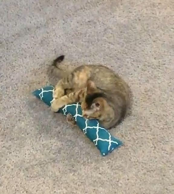 West Coast Pet Products 15'' Catnip Cat Kicker Toys/Kitty Kick Sticks/Cat-Nip Kick Sticks (Green) (Kickers Filled With 1 Oz Prem