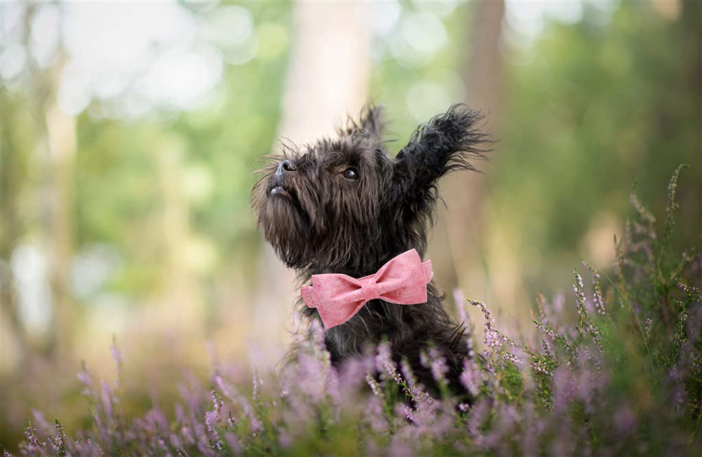 Elegant Little Tail Pink Colorful Dog Collar, Comfortable Dog Collar With Bow Adjustable Soft Bow Tie Dog Collars For Large Dogs