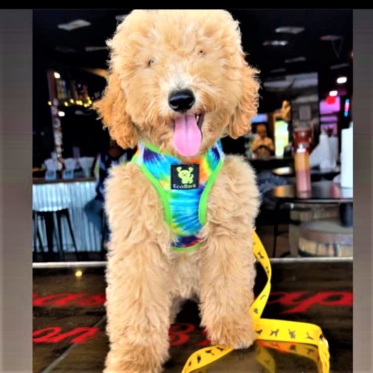 Ecobark Step In Dog Harness - Eco-Friendly Teacup Dog Harnesses For Xxs, Xs, And Small Dogs - Reflective And Adjustable Mini Body Halter Vest -Tiny Soft Mesh Toy Breed Harness (Xxxs, Tie Dye)