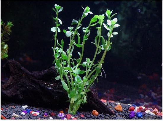 Florida 8 Species Live Aquarium Plants Bundle (8 Plant Species)