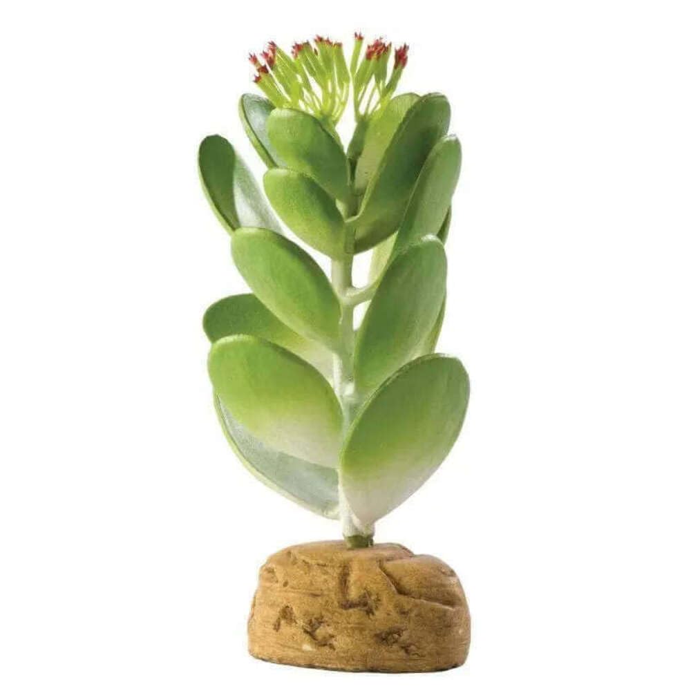 Exo Terra Jade Cactus Terrarium Plant