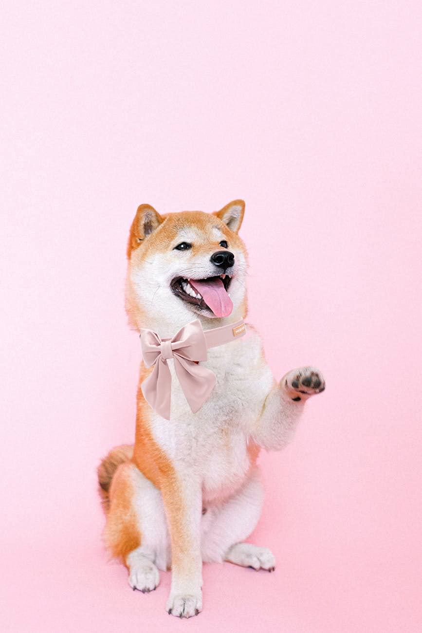 Unique Style Paws Silk Pink Color Dog Collar Adjustable Durable Dog Collar With Bow Wedding Bow Tie Dog Collar For X-Small Puppy And Cats