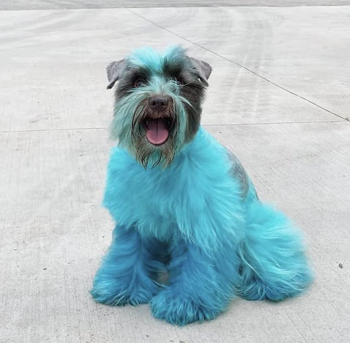 Crazy Liberty Dog Hair Dye Gel, 5 Ounces, Permanent, Non-Toxic (Cream)