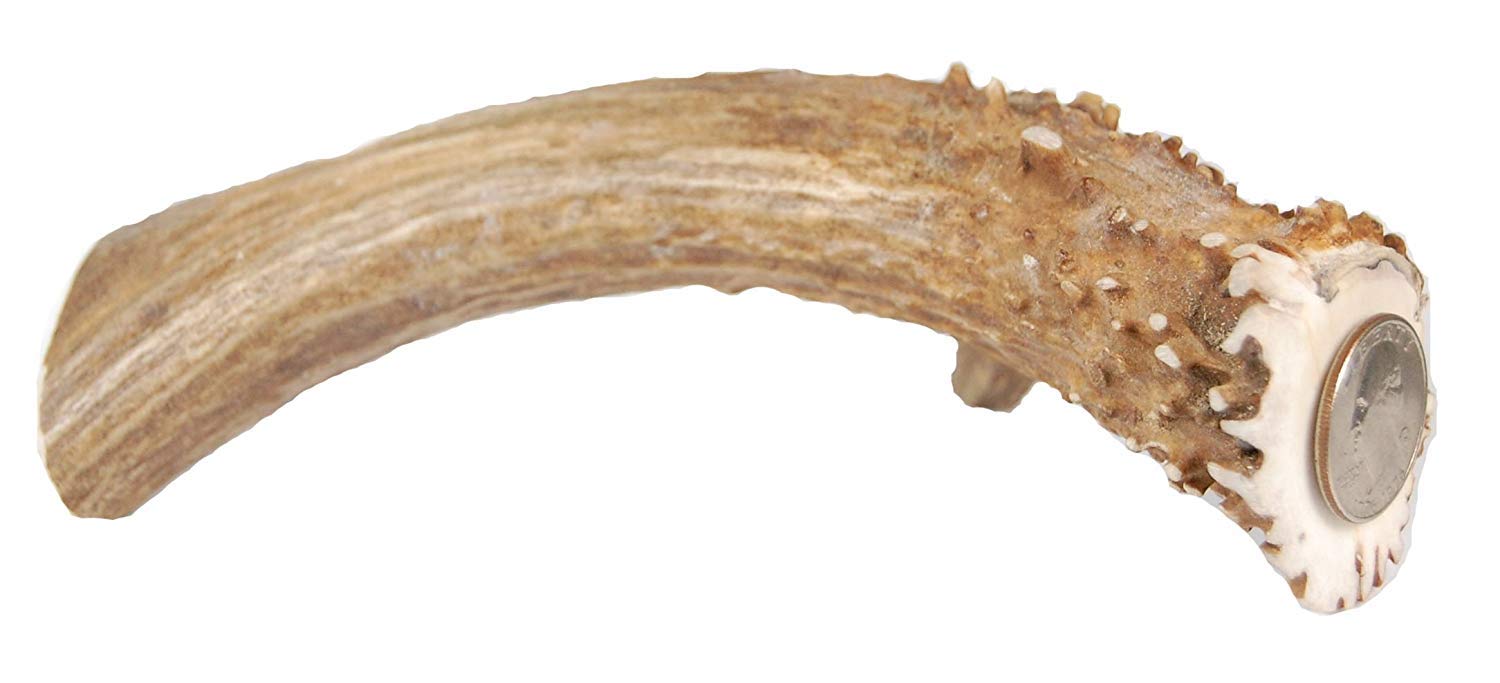 CZ Grain XXL Jumbo Deer Antler for Dogs, for The Big Chewer - Premium Grade A Deer Antler Dog Chew - Long Lasting Dog Treat for