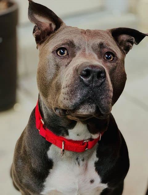 Country Brook Petz - Red Martingale Heavy Duty Nylon Dog Collar - 21 Vibrant Color Options (3/8 Inch Width, Mini)