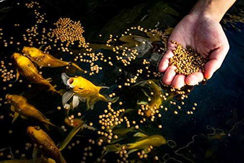 Blue Ridge Fish Food 14lb], Platinum Professional Formula 316 Floating Pellet, Koi and goldfish