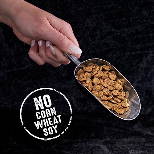 CRAVE Grain Free Indoor Adult High Protein Natural Dry Cat Food with Protein from Chicken & Salmon, 4 lb. Bag
