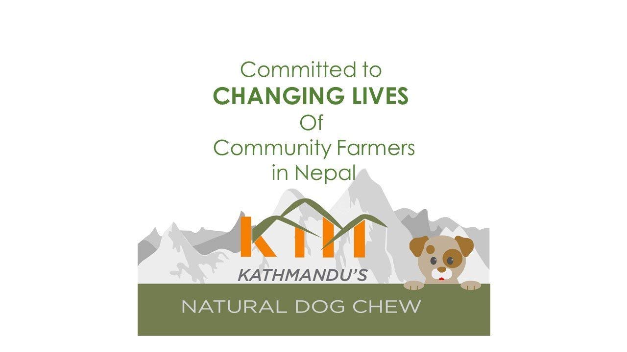 Authentic Himalayan Yak Cheese for Dogs - Medium (Pack of 3) - Sourced from Pristine Himalayan Foothill, Rawhide-Free, NO preser