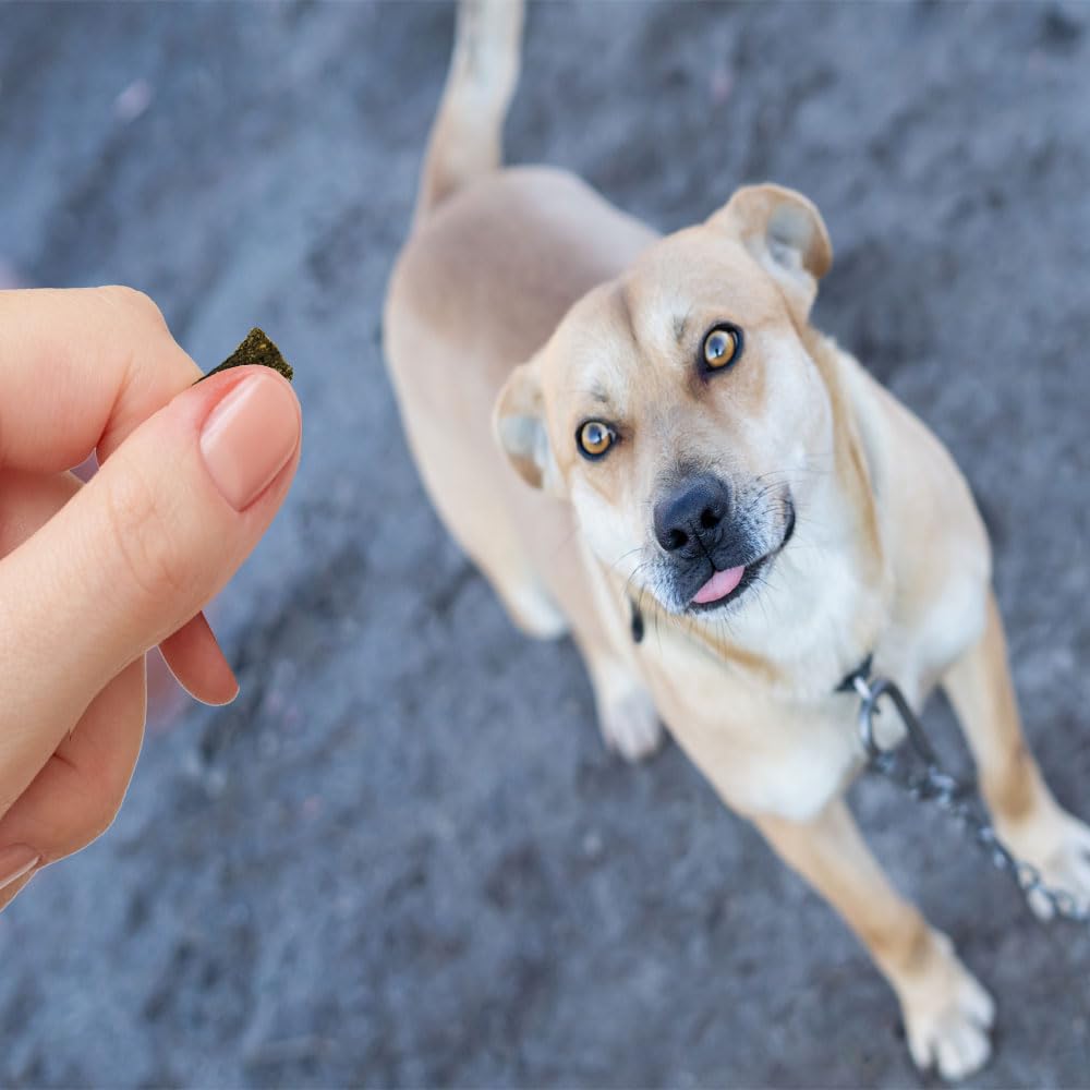 Lil Bitz Flame Roasted Chicken Training Treats, Soft, Tasty, Grain-Free, Perfect for Training and Spoiling, Irresistible Aroma,