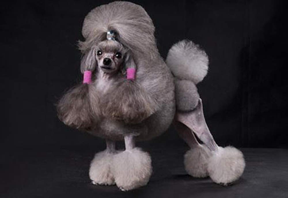 Dog Grooming Scissors,Pet Grooming Scissors With Thinning,Straight,Curved Down Shears Great For Groomers,Home Grooming And Groomer Beginners (Scissors Kit With Tapered Tips)