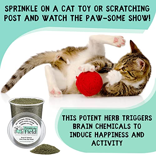 from The Field | Fine Ground Stalkless Catnip | Premium USA-Grown Catnip for Toys & Playtime | Fresh, Potent, Non-Toxic, Eco-Fri