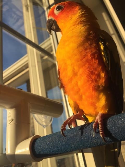 Polly'S Sandy Window And Shower Bird Perch, Small