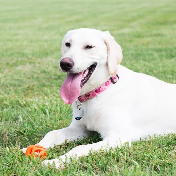 Chuckit! Air Fetch Ball Dog Toy, Extra Large (3.5 Inch Diameter), For Dogs Over 100 Lbs