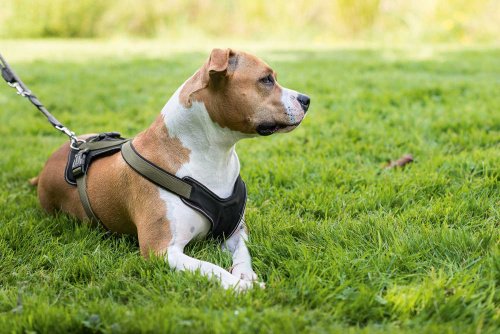 Hunter Neoprene Dog Harness, Large, Raspberry/Black