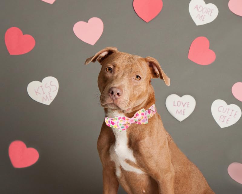 Lionet Paws Valentine'S Pink Dog Collar, Cute Heart Dog Collar For Large Dogs, Adjustable Cotton Pet Collars For Large Dogs
