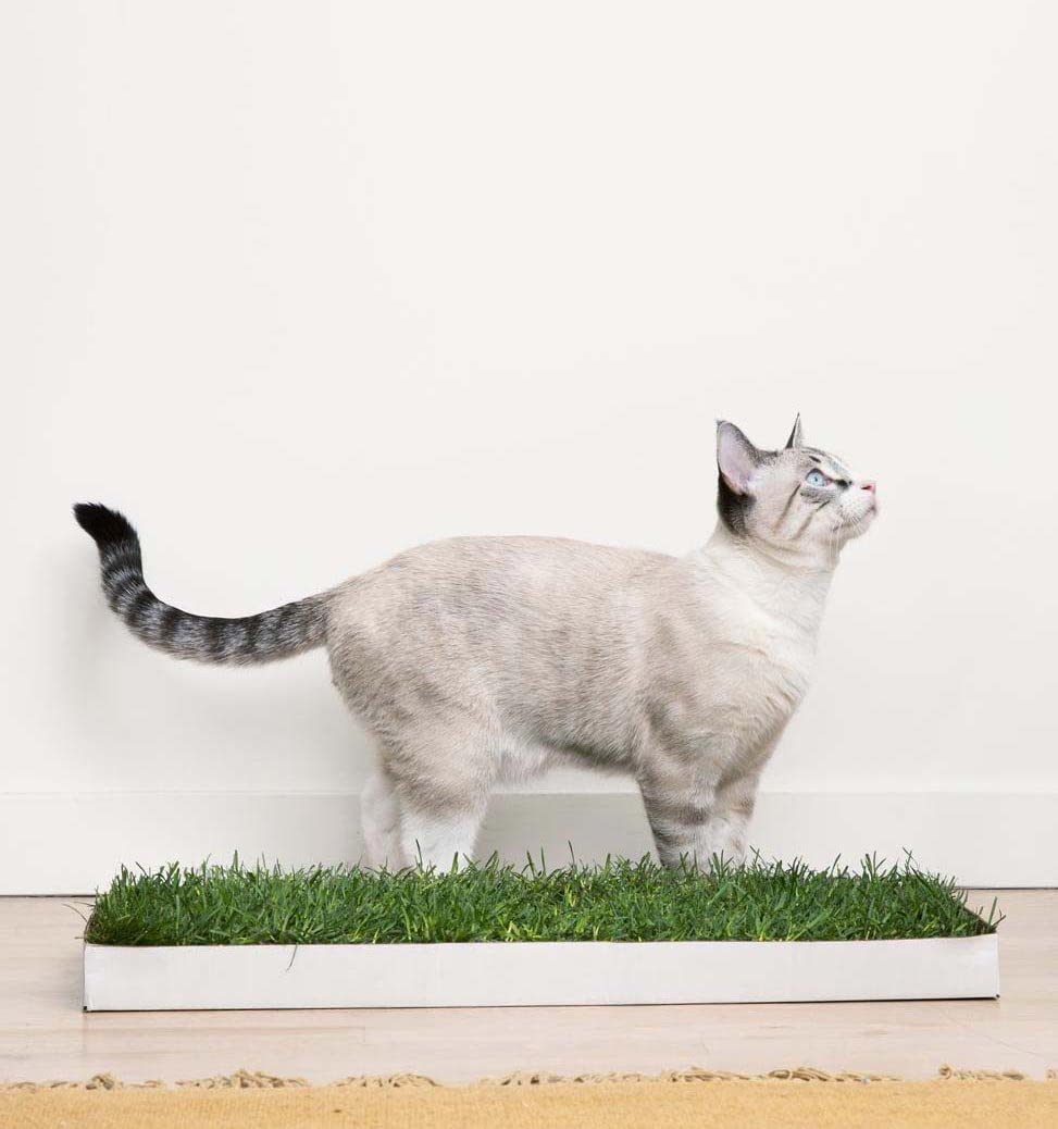 Doggielawn Real Grass Puppy Pee Pads- 24 X 9 Inches - Perfect Indoor Litter Box For Dogs - No Mess, Easy-To-Use - Potty Training For Pets - Eco-Friendly Disposable Bathroom With Real Living Grass