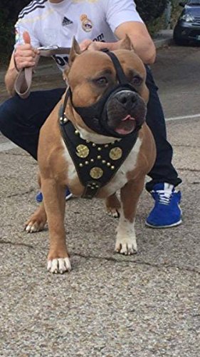 Bestia Genuine Leather Maximus Dog Harness. Big Dogs Only! Cane Corso, Rottweiler, Dogo Argentino, Presa, Mastiff, Bulldog. 100%