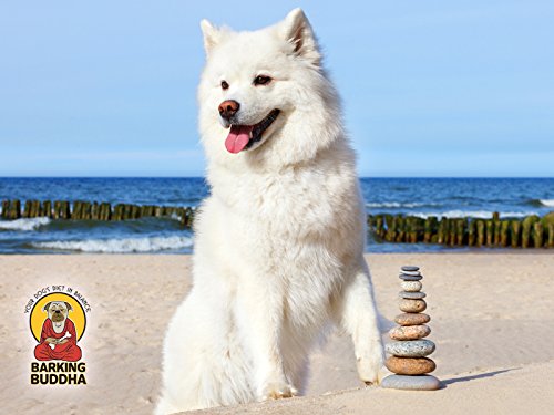Barking Buddha Original Beef Cheek Rolls | Super Thick | All Natural Rawhide Alternative No Hide Premium Dog Chew Sticks | Natur