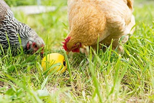 Lixit Chicken Feeder or Treats Ball Toy (2 Pack)