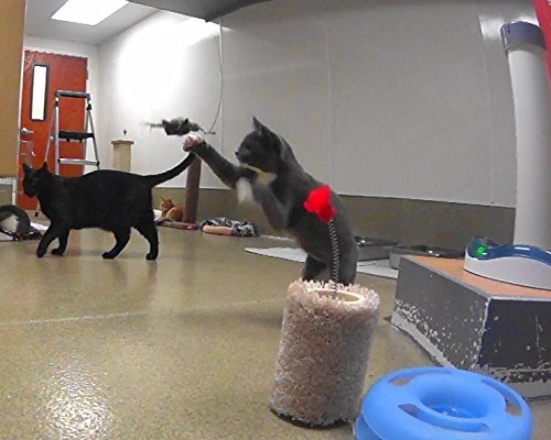 Big Sky Cats House Finch Bird Refill/Attachment- Fits Wildcat And Popular Bird And Mouse Type Wands/Poles