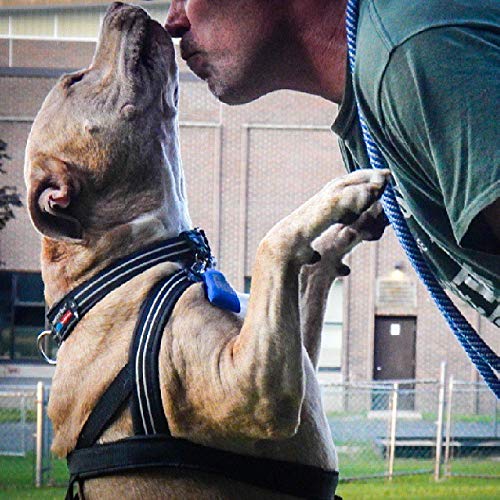 Comfortflex Martingale Dog Collar - 1.5' Wide, Reflective, Adjustable, Fully Padded Nylon, Gentle Control, Escape-Proof, Limited Slip Design, Made In The Usa, Medium, Saffron Yellow