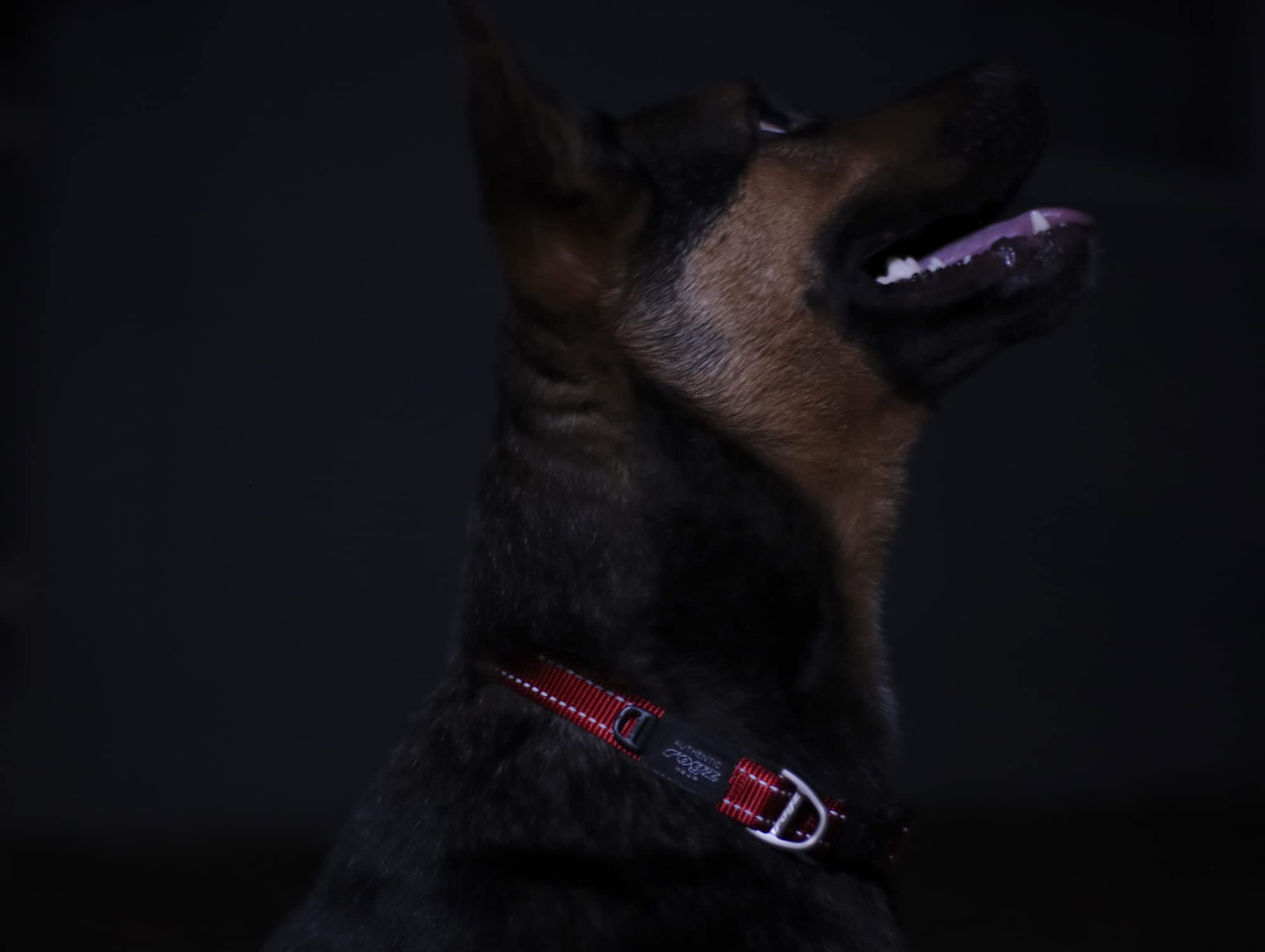 Reflective Dog Collar For Extra Large Dogs, Adjustable From 17-27 Inches, Orange