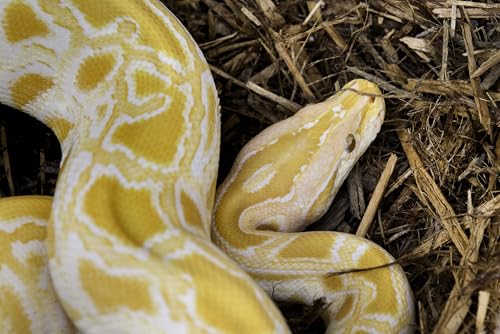 Galápagos (05056) Cypress Tank-Mulch Woodland Bedding For Reptiles & Amphibians, Eco-Friendly, High Absorbency, Dust-Free Perfect For Bearded Dragons, Tortoises, Snakes, & More, 24Qt