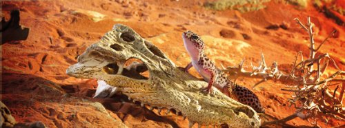 Exo Terra Croc Skull Terrarium Decor Lq - Ideal For Reptiles & Amphibians | Secure Hiding Place, Multiple Entrances, Perfect For Desert & Rainforest Setups | Adds Exciting Accent To Any Habitat