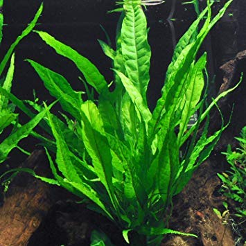 3 Aquatic Plants Bundle | Live Plants for Freshwater Aquariums (3 X Microsorum Java Fern Plants)