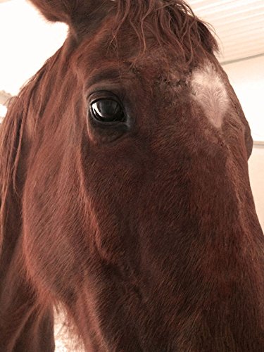 Big Mare Horse Wound Lotion | Anti Bacterial/Anti Fungal | Healing, Soothing & Penetrating Formula | 8 oz Bottle