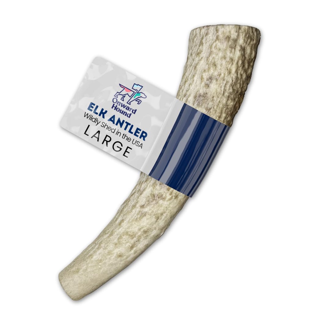 Onward Hound Elk Antlers for Dogs, 7+ Large 1-Pack, Grade A Long Lasting Chew for Aggressive Chewers, Premium USA Naturally Shed
