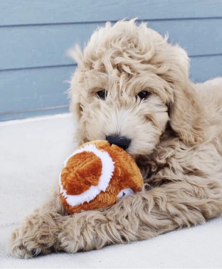 Plush Football Dog Toy [Set Of 3]