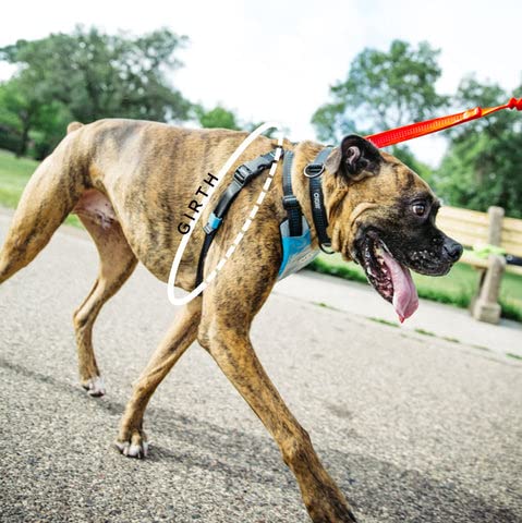 Stunt Puppy Go Dog Glo Harness, Medium, Grey