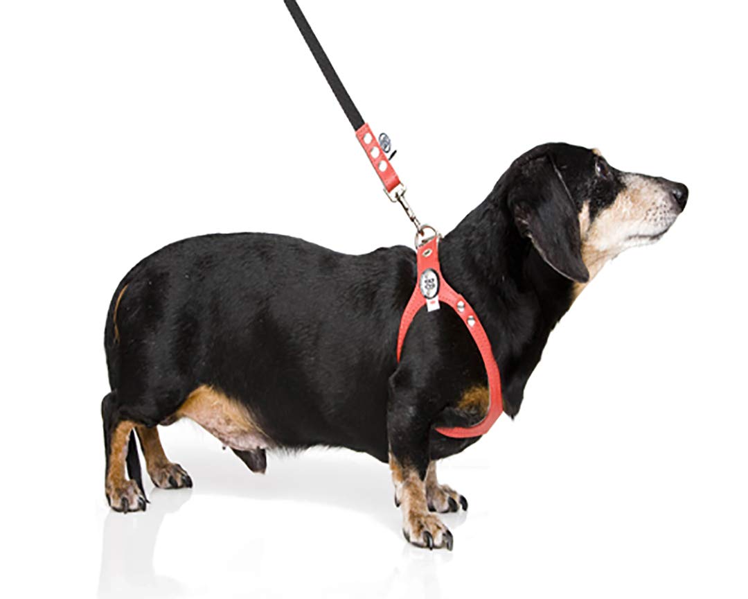Buddy Belt Harness Pebble Grain Black - Premium Edition (3.5)