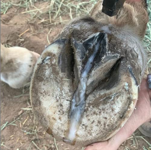 Pure Sole Thrush Treatment for Horses Hoof Spray Hoof Cleanse | All Natural Spray for A Healthy Horse Hoof, Use for White Line,