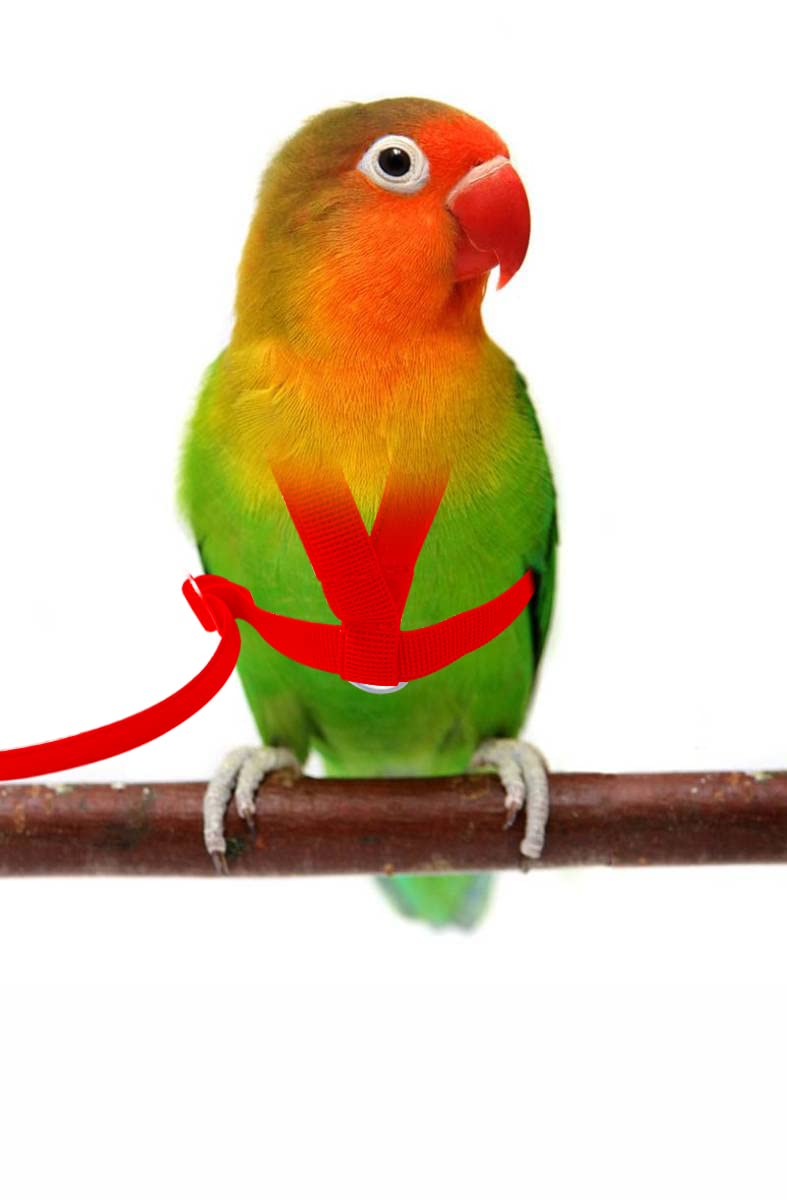 Vanfavori Adjustable Bird Harness With 80 Inch Leash, Xs Size For Peony Parrot Love Bird Weight 45-65 Grams With Outdoor Flying Training Rope, Red